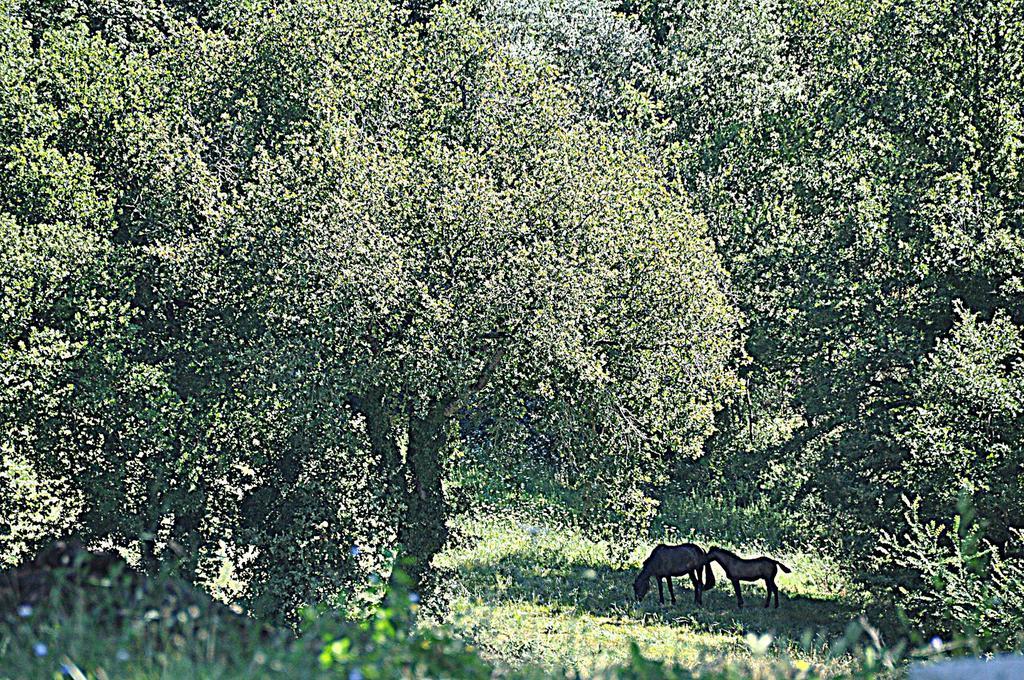 Agriturismo Yes Boss Villa Morcone Esterno foto