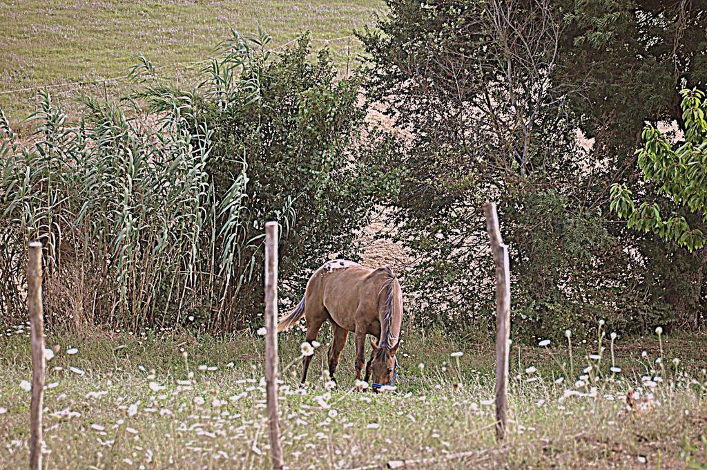 Agriturismo Yes Boss Villa Morcone Esterno foto